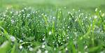 Dew on Grass