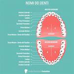 Di Che Colore Sono I Denti Di Beavers?