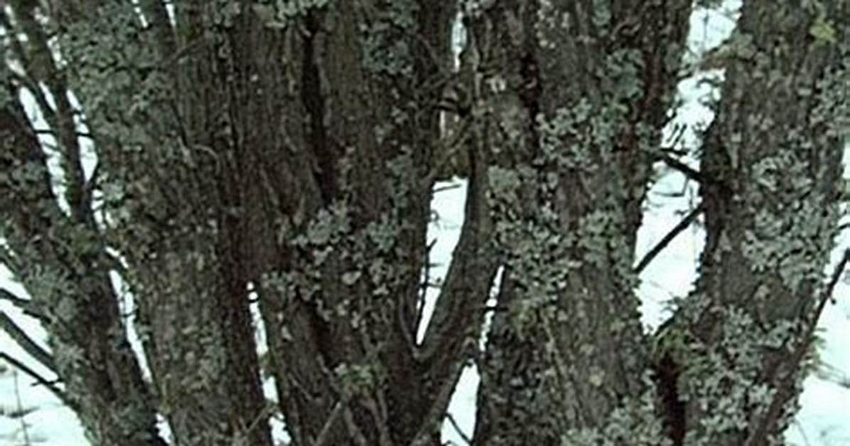 Diamond Willow Tree