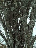 Diamond Willow Tree