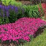 Dianthus Deer Resistant