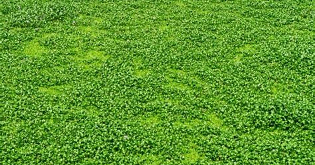 Dichondra Grass