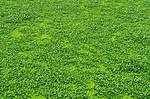 Dichondra Grass