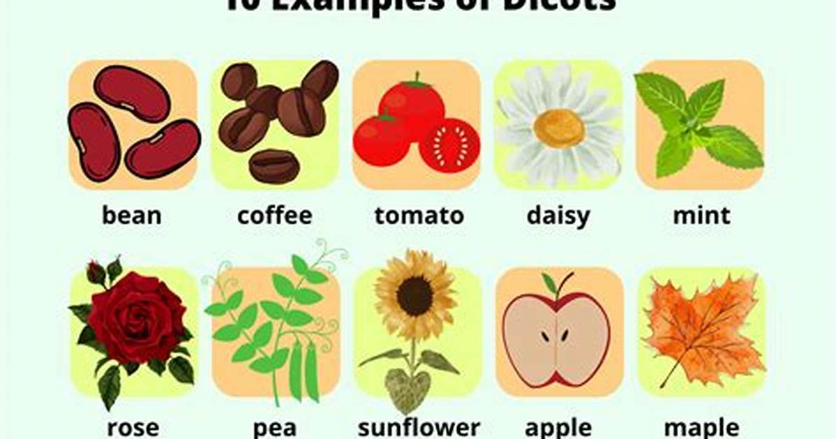 Dicots Examples