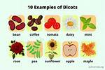 Dicots Examples
