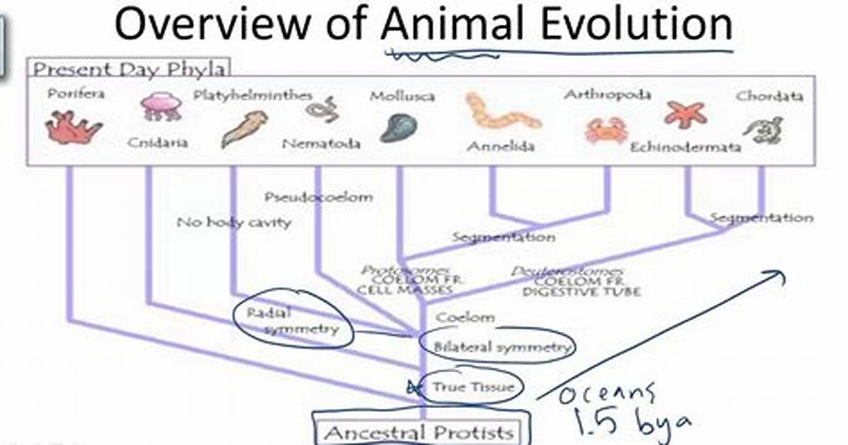 Did Animals Evolve from Protists?
