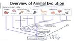 Did Animals Evolve from Protists?