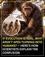 Did Apes Stop Evolving Explain?