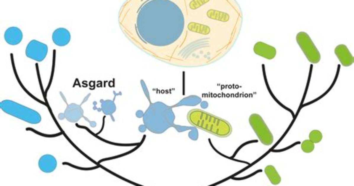 Did Archaea Evolved Before Bacteria?