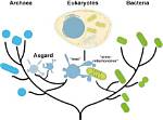 Did Archaea Evolved Before Bacteria?