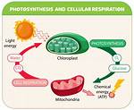 Did Cellular Respiration Evolve?