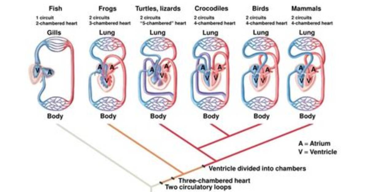 Did Circulatory Systems Evolve?