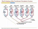 Did Circulatory Systems Evolve?