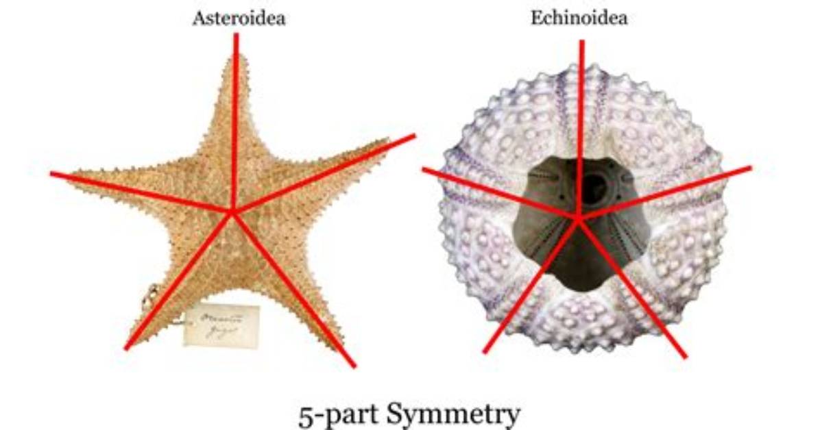 Did Echinoderms Have Backbone?