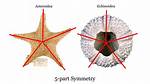 Did Echinoderms Have Backbone?