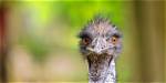 Did Emus Ever Fly?