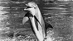 Did Flipper Kill Himself