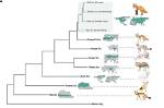 Did Foxes Evolve from Wolves?