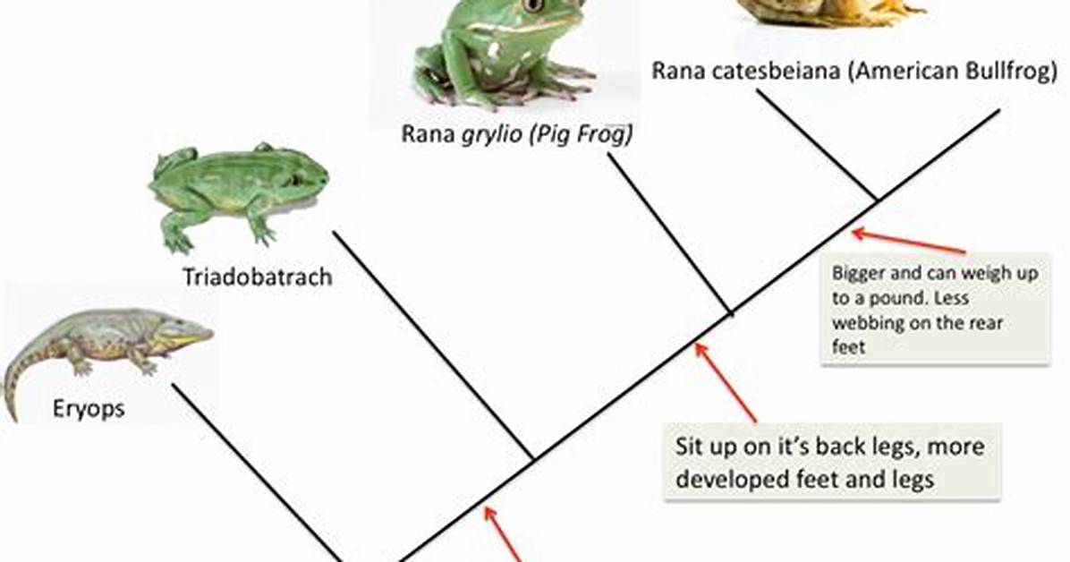 Did Frogs Evolve from?