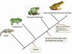 Did Frogs Evolve from?