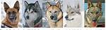 Did Huskies Evolve from Wolves?