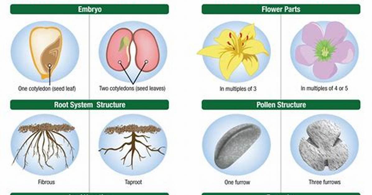 Did Monocots Evolved Before Dicots?