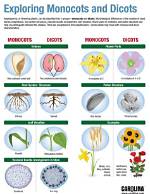 Did Monocots Evolved Before Dicots?