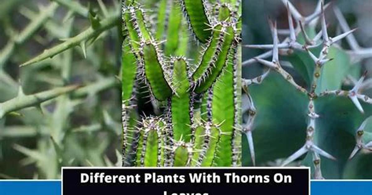 Did Plants Develop Thorns?