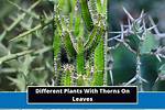 Did Plants Develop Thorns?