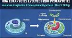 Did Prokaryotes Evolved from Eukaryotes?