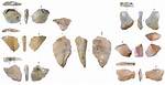 Did Robustus Use Tools?