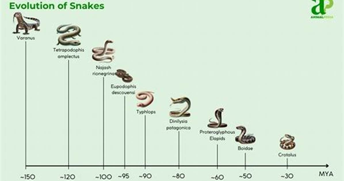Did Snakes Evolve from Eels?