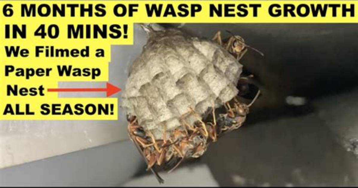 Did Wasps Create Paper?