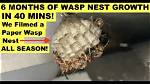 Did Wasps Create Paper?