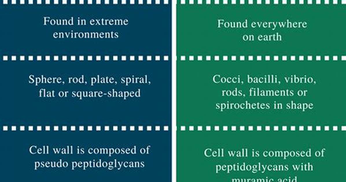 Difference Between Archaebacteria and Eubacteria