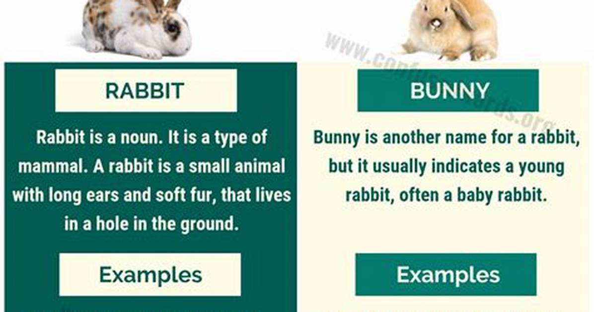 Difference Between Bunny and Rabbit