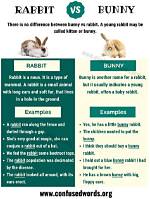 Difference Between Bunny and Rabbit