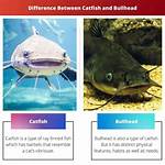 Difference Between Catfish and Bullhead
