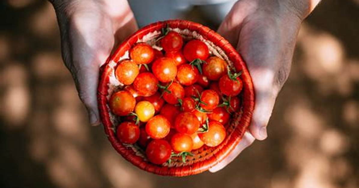 Difference Between Cherry and Grape Tomatoes