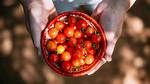 Difference Between Cherry and Grape Tomatoes