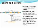 Difference Between Exons and Introns