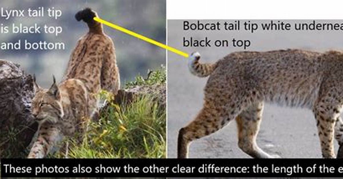 Difference Between Head and Tail