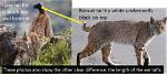 Difference Between Head and Tail