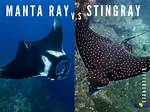 Difference Between Manta Ray and Stingray