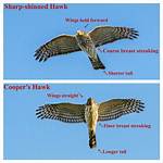 Difference Between Sharp Shinned and Cooper’s Hawk