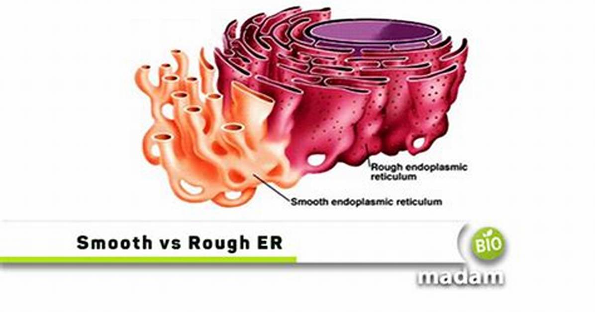 Difference Between Smooth and Rough Er
