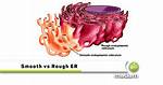 Difference Between Smooth and Rough Er