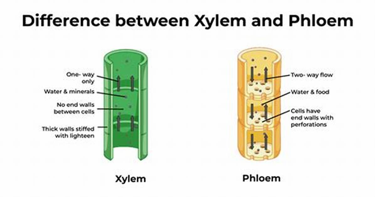 Difference Between Xylem and Phloem