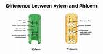 Difference Between Xylem and Phloem