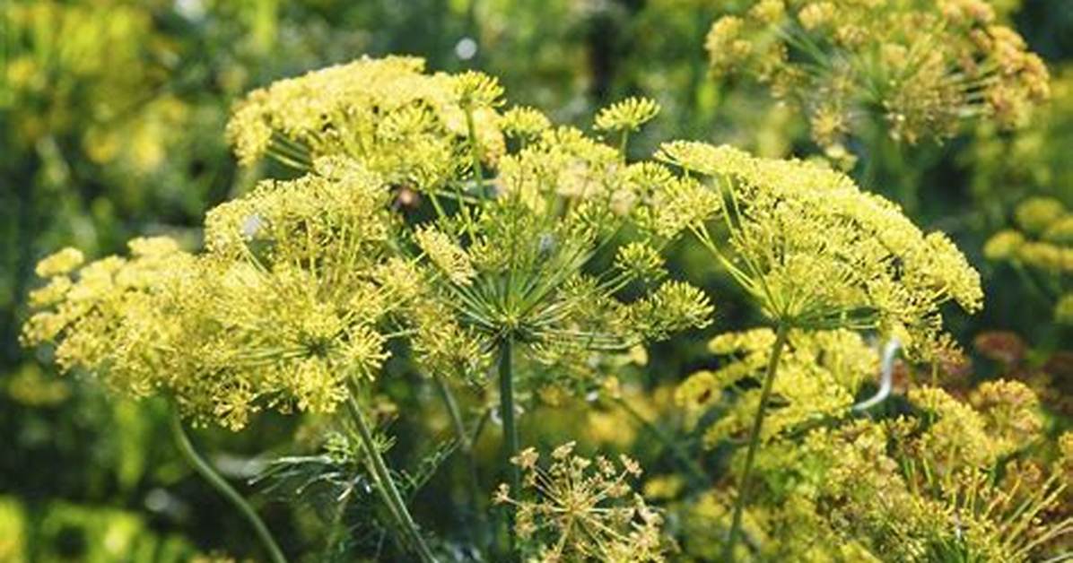 Dill Flower
